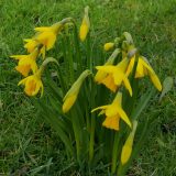 Prayers for the Week – Mothering Sunday